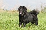 DOGUE DU TIBET 004
